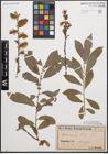 Foto von Salix cinerea L.